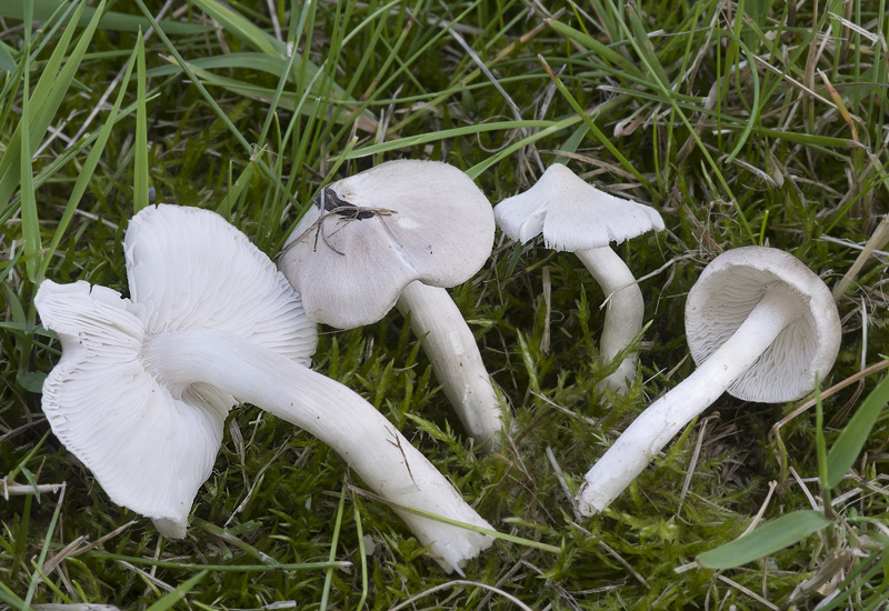 Tricholoma inocybeoides